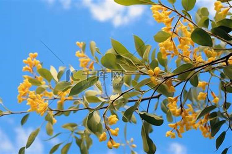 桂花树上什么肥料好