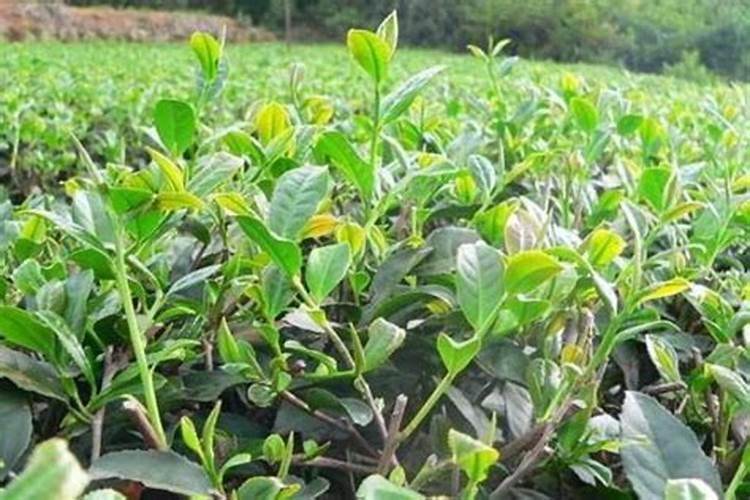 秋季茶叶掐了尖还可以打叶面肥吗？