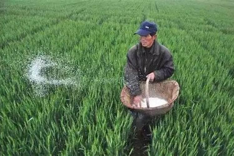 小麦增产的三要素