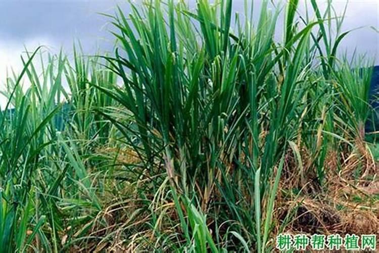 水稻硅肥正确使用方法 什么时候使用效果好