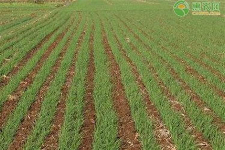 小麦受冻害的原因有哪些,小麦冻害后急救措施