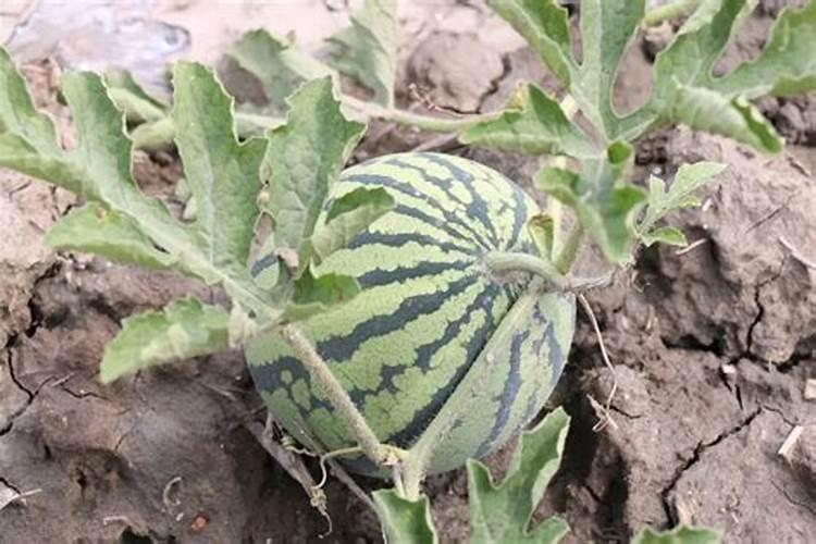 进口水溶肥哪家效果好