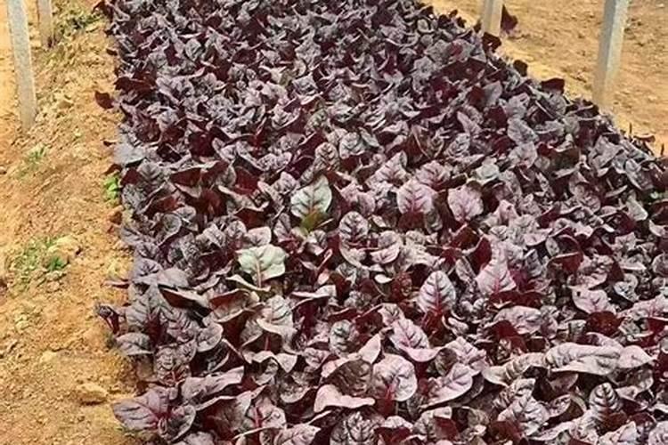红小豆生长期需要喷施什么肥料？