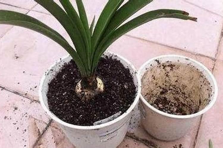 豆饼肥适合什么花
