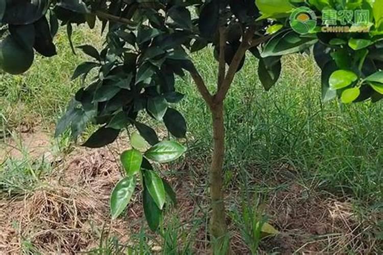树木长粗用什么肥料