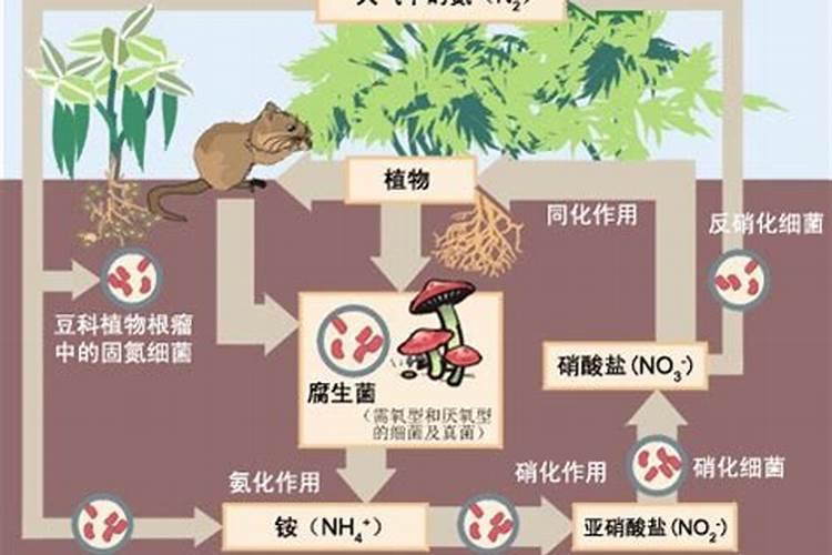 大气固氮为什么非要是氮气加氧气生成一氧化氮,而不是氮气和氧气生成氨气...