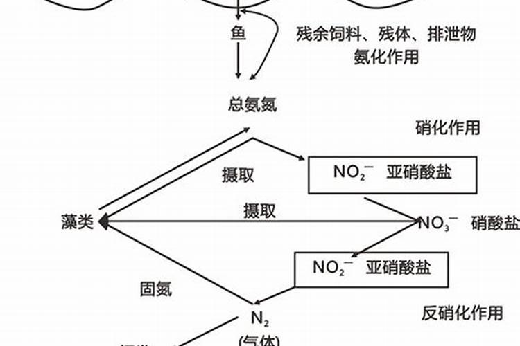 养殖水体亚硝酸盐高怎么办