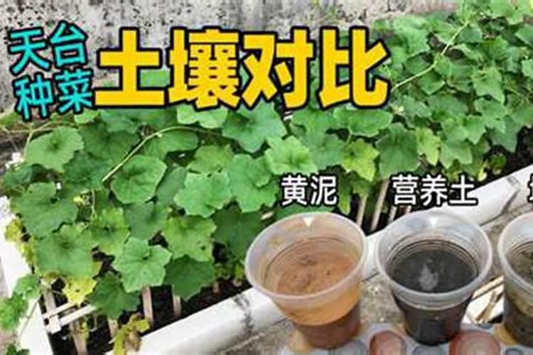 炭灰可以做肥料吗？!