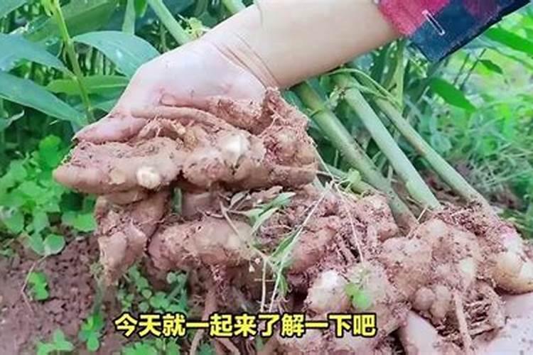 生姜什么时候施肥培土,生姜第一次培土怎样施肥