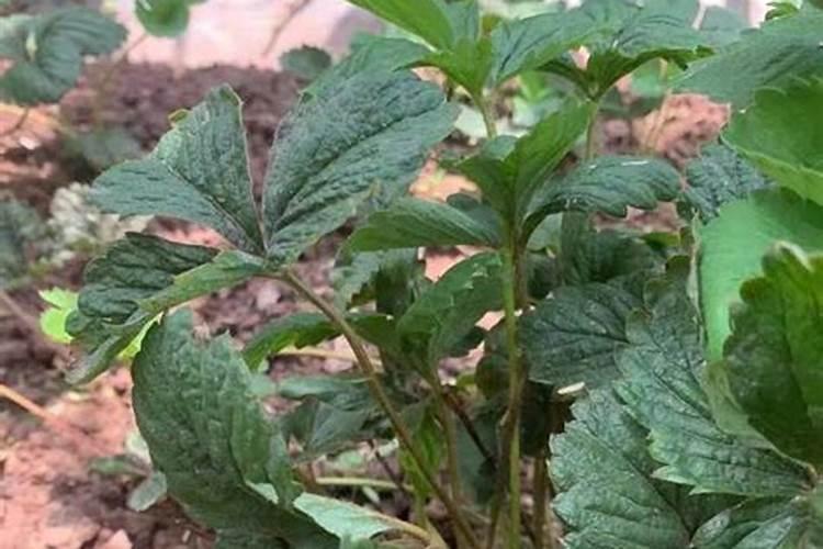 荔枝幼苗施肥时期以及方法