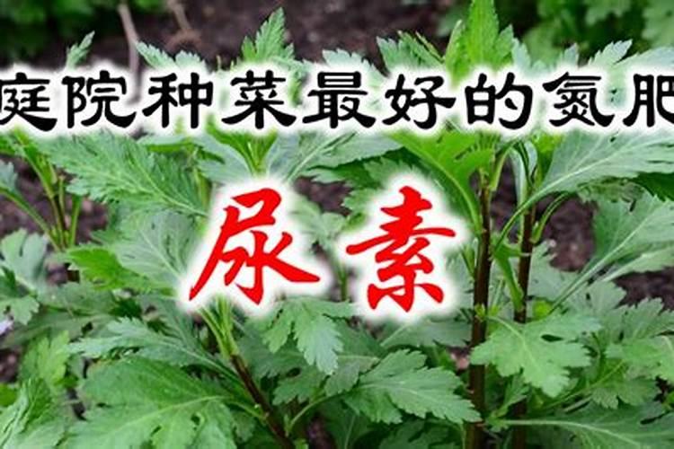 室内种菜如何施肥
