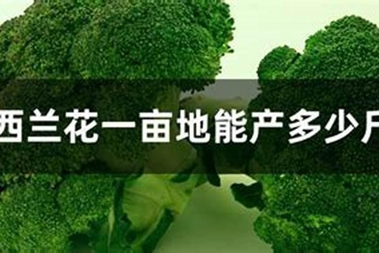 西兰花追肥用什么肥料好