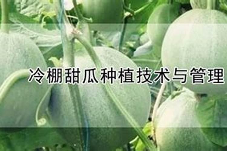 甜瓜坐果期怎么样控旺