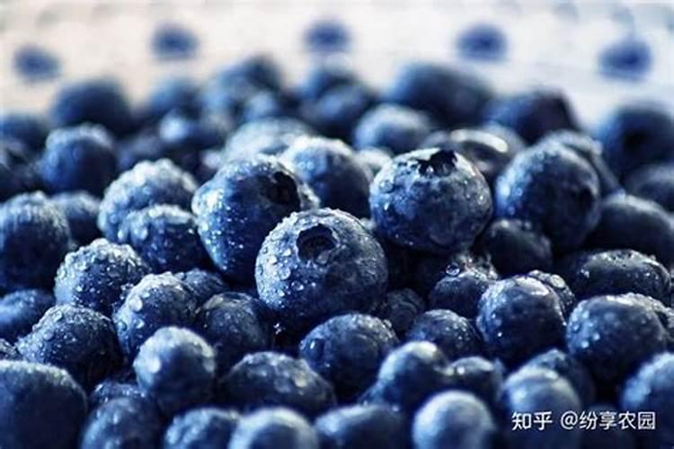 鱼蛋白在暖棚蓝莓管理上怎么使用呢？