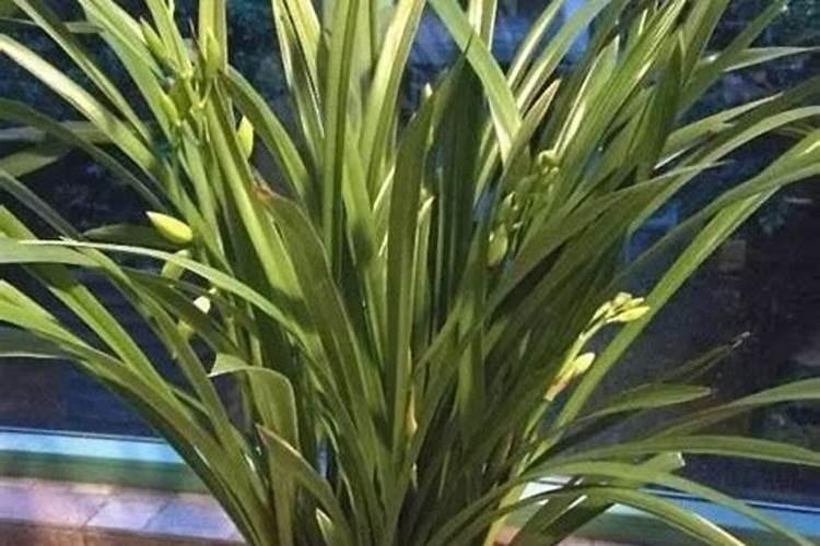兰草花施什么肥料