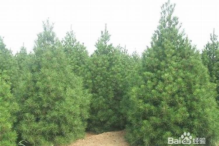 油松种子育苗方法