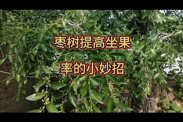 叶面肥排名榜前十名