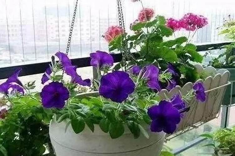油菜开花时能不能喷芸苔素