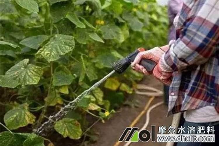 氮元素影响光合作用