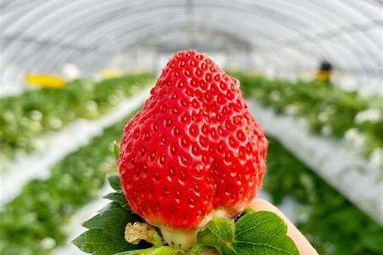蔬菜施肥过量出现的生理病害症状