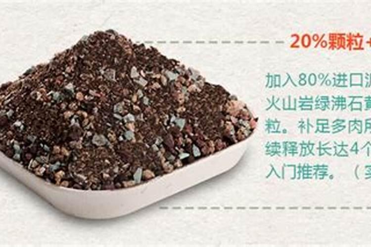 多肉麦秆怎么养护和浇水