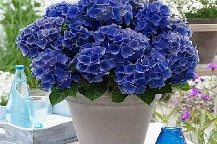 芒果的生长过程