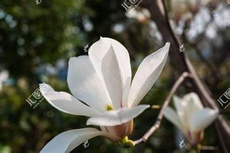 白玉兰花怎么养护