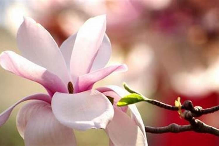 白玉兰叶子发黑怎么办