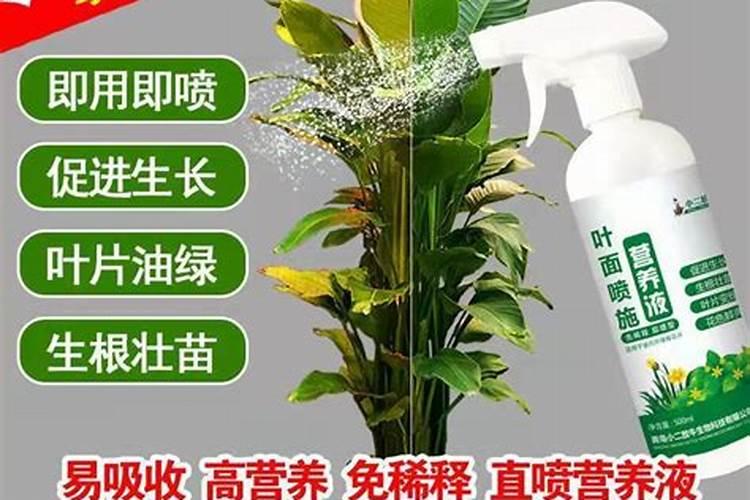 芍药施什么肥最好
