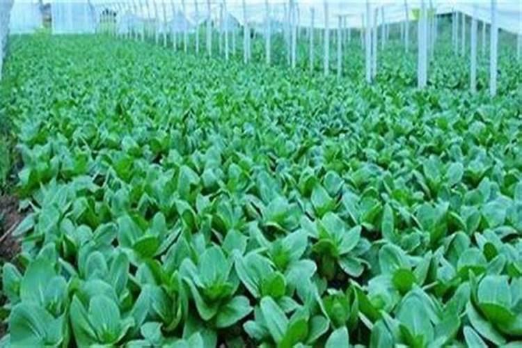 为什么种植油菜要增施硼肥？硼肥的功效有哪些？