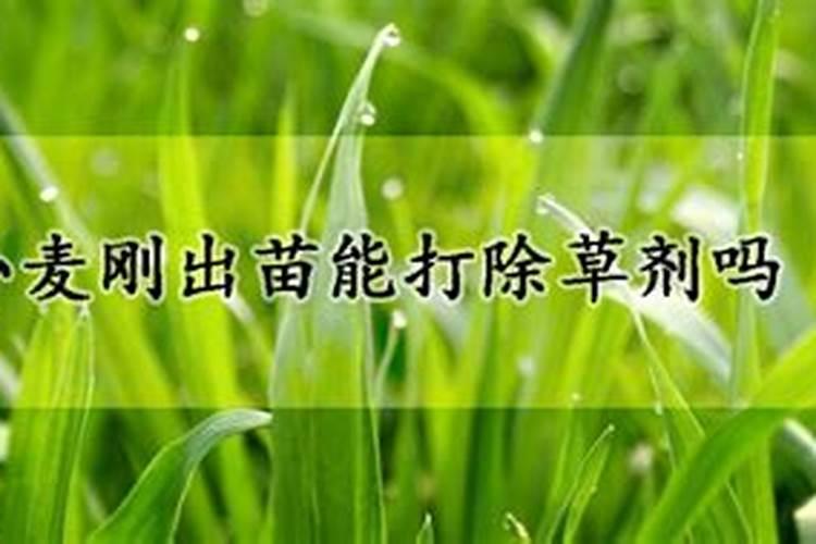 水稻打完除草隔多久追肥 可以立刻施肥吗