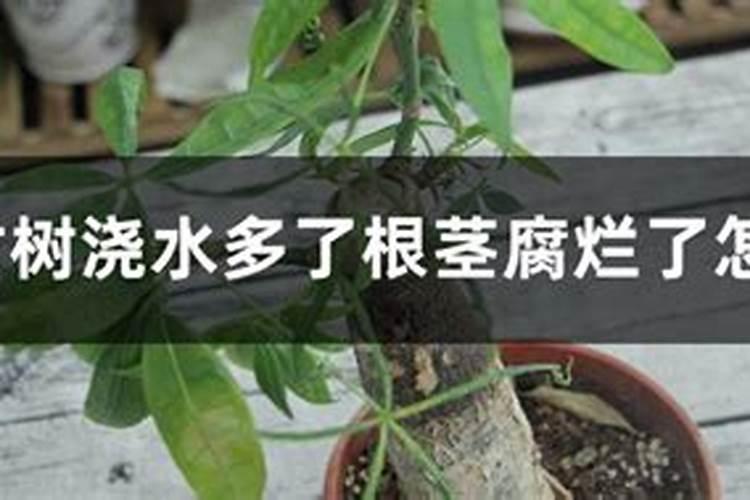 蝴蝶兰厉害的真菌病害有哪些？急用谢谢了