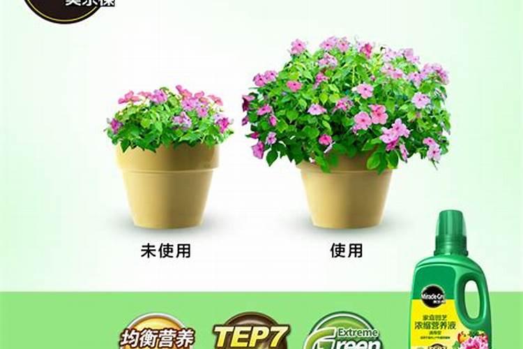 生根最快的肥料