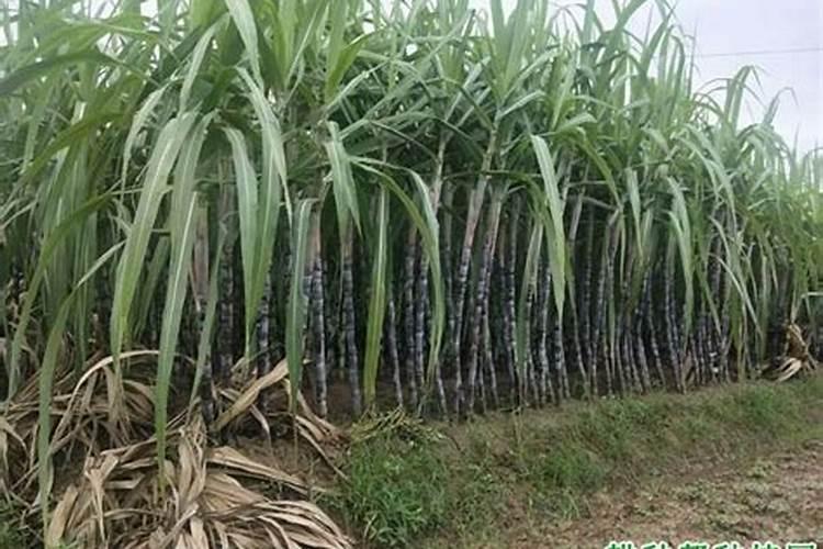 钾肥对农作物的主要作用