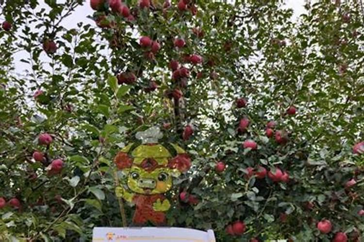 萍果保花用什么叶面肥最好