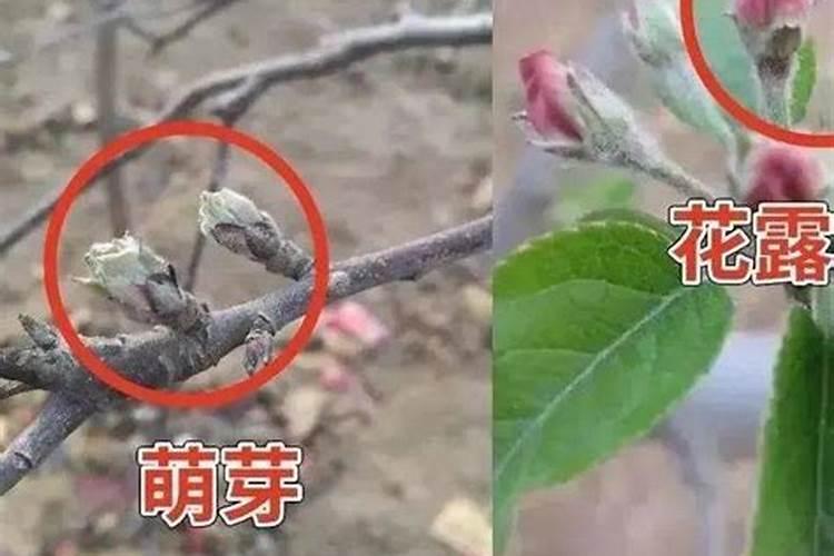 苹果树用什么肥料好