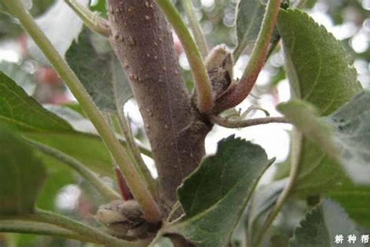 苹果树追肥用什么肥料
