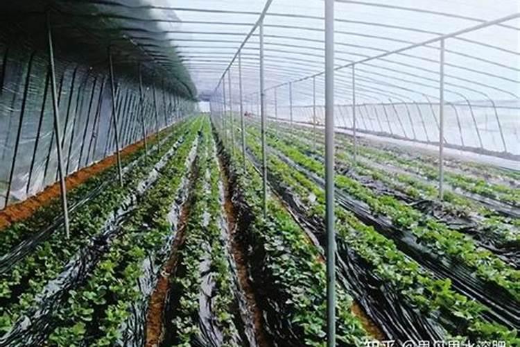 草莓生根养根用什么肥