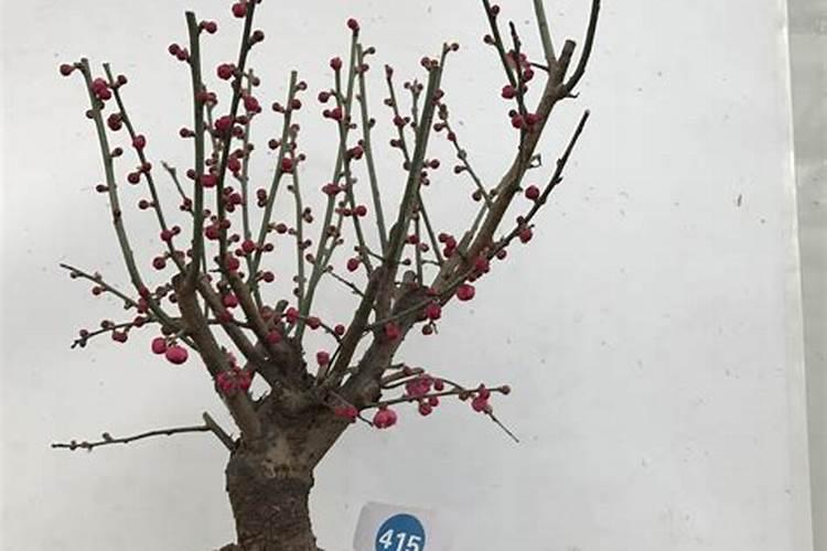 红梅在江南11月份怎么施肥