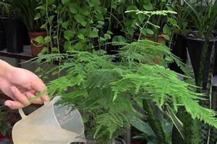 哪种水果的钾含量更高芭芭农场是橙子,还是弥猴桃