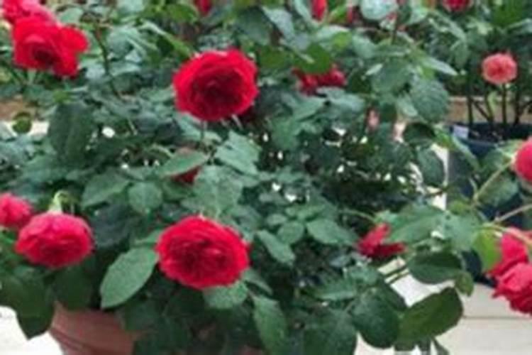 香菜种植施肥方法