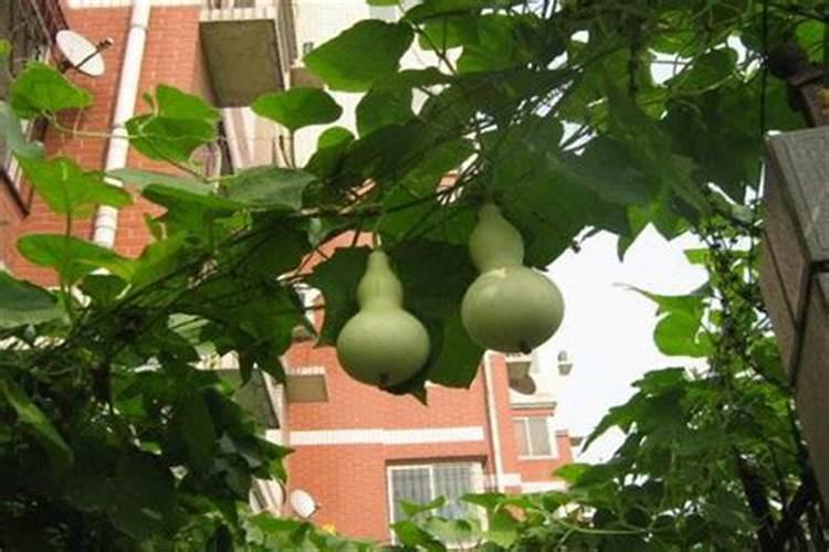 求助,小葫芦施什么肥料