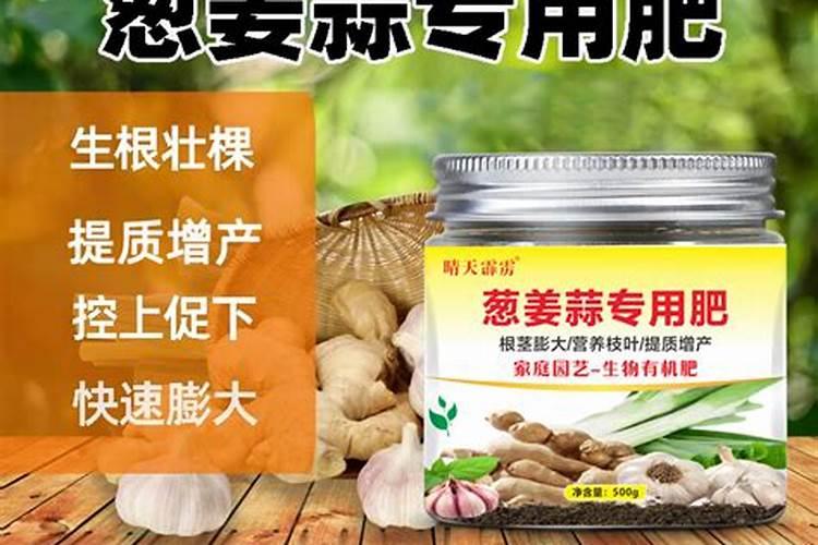 马兰头种植注意事项 马兰头的正确种植方法是什么