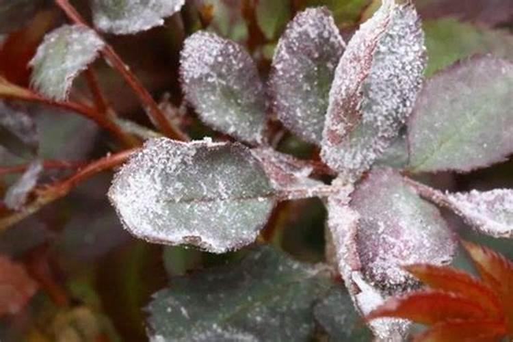 磷酸二氢钾浇月季花使用方法
