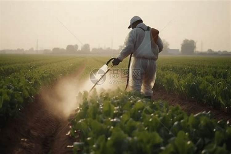甜瓜喷花后打药间隔要多久