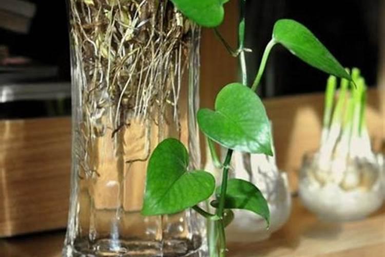 水培花卉应该如何施肥？需要注意什么？