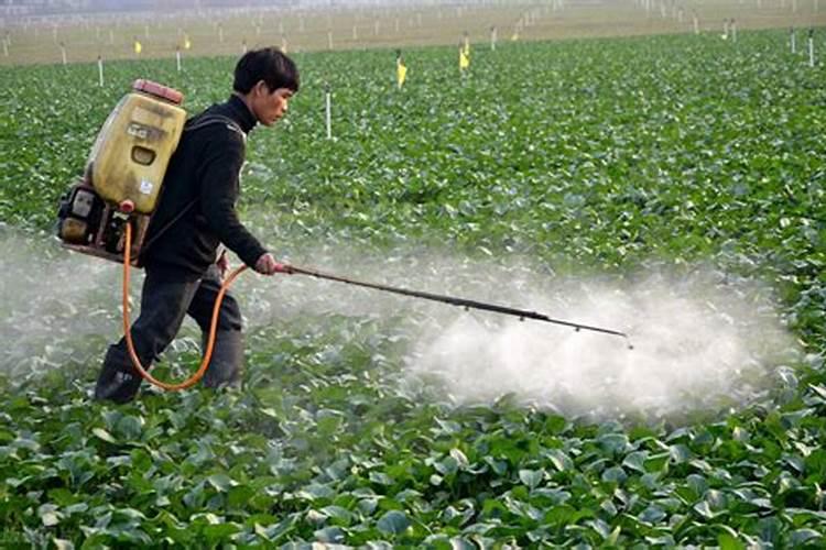 叶面肥是催芽剂吗