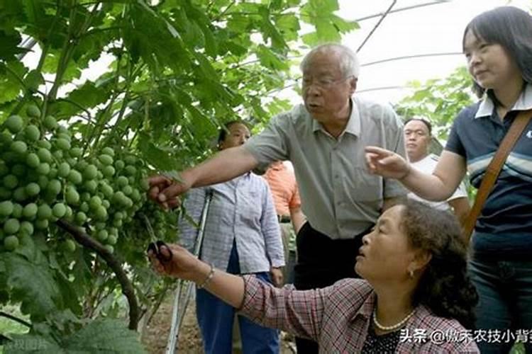 古牛中草药有机水溶肥怎么样