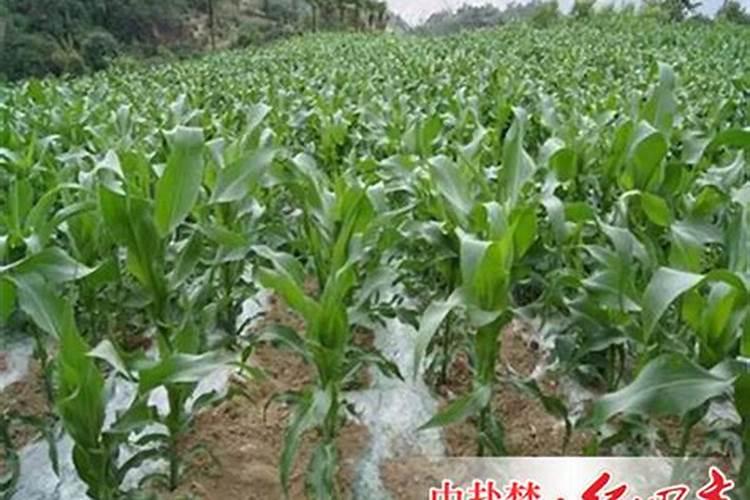 如何正确施用玉米缓控释肥