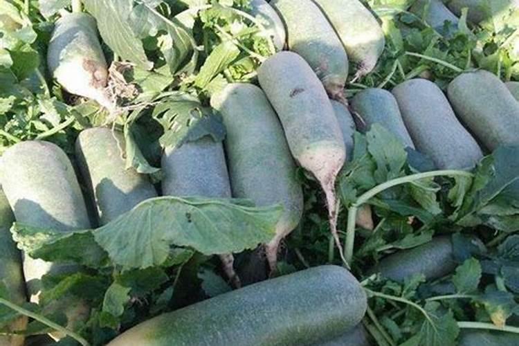 萝卜施什么肥 一般需要施这种肥